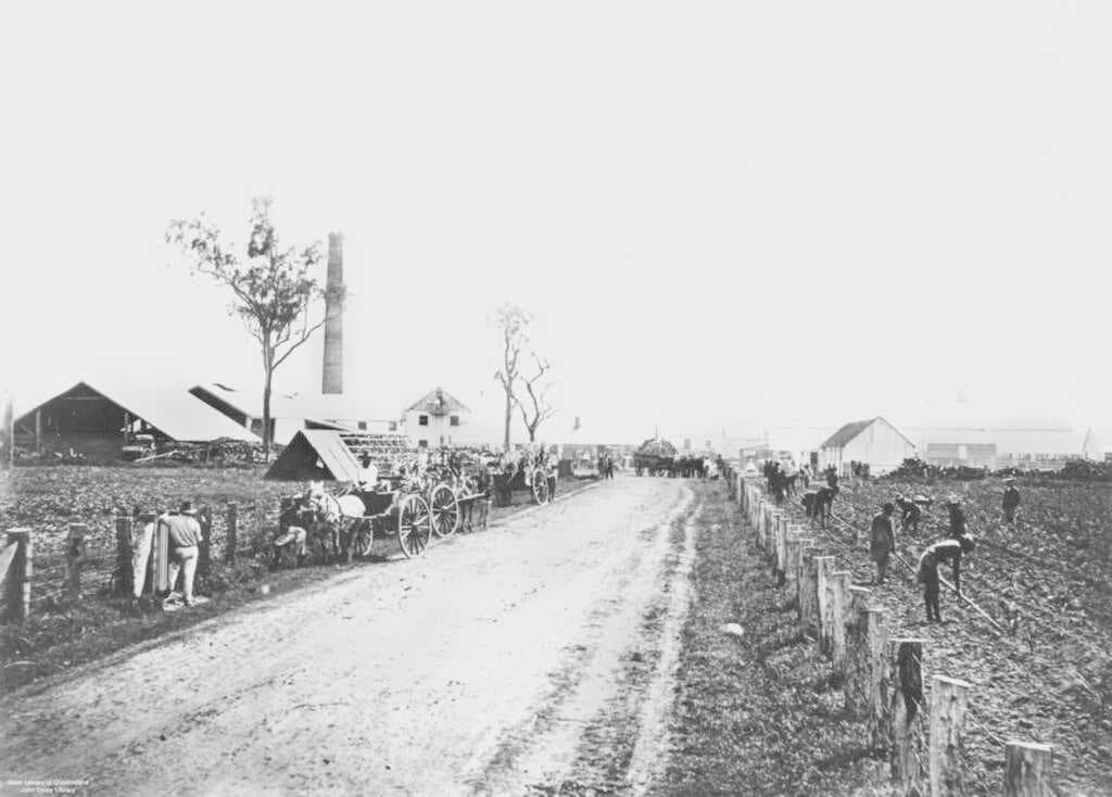 Road through Te Kowai Sugar Plantation ca. 1880. To the right; South Sea Islanders till the soil.