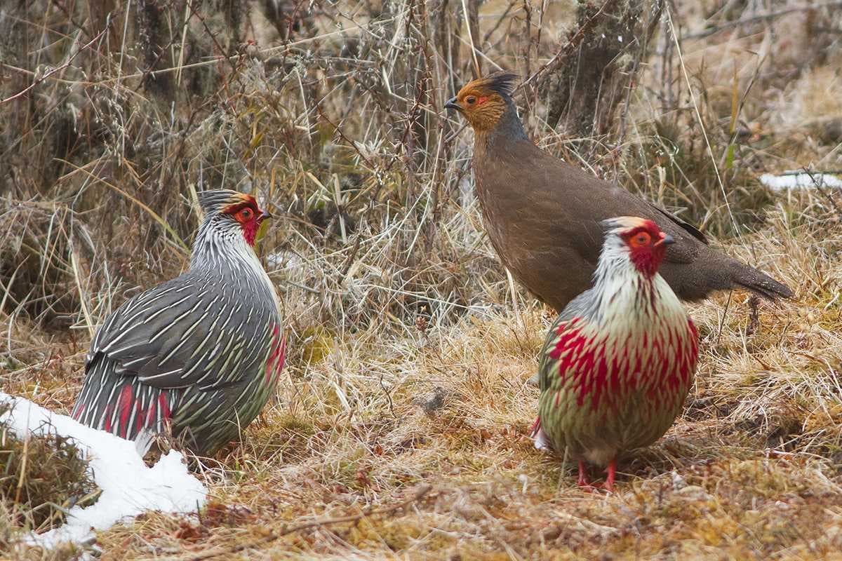 Phrumsengla National Park - Established in the Year 1998