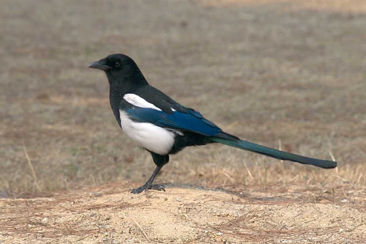 Black Rumped Magpie Found in Sakteng Wildlife Sanctuary