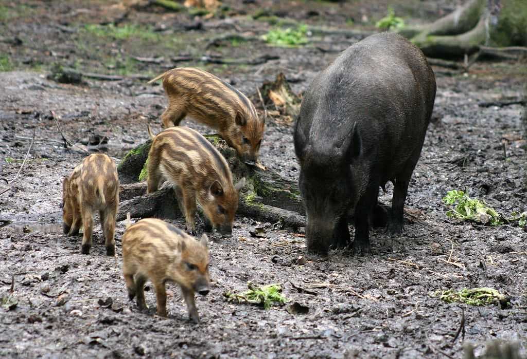 Wild boar at the New Forest Wildlife Park