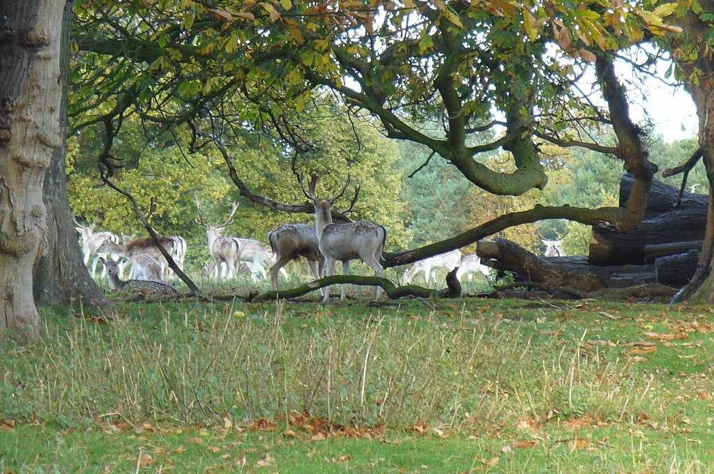 The Deer Park at Attingham contains the archaeology of a possible Saxon royal hall.