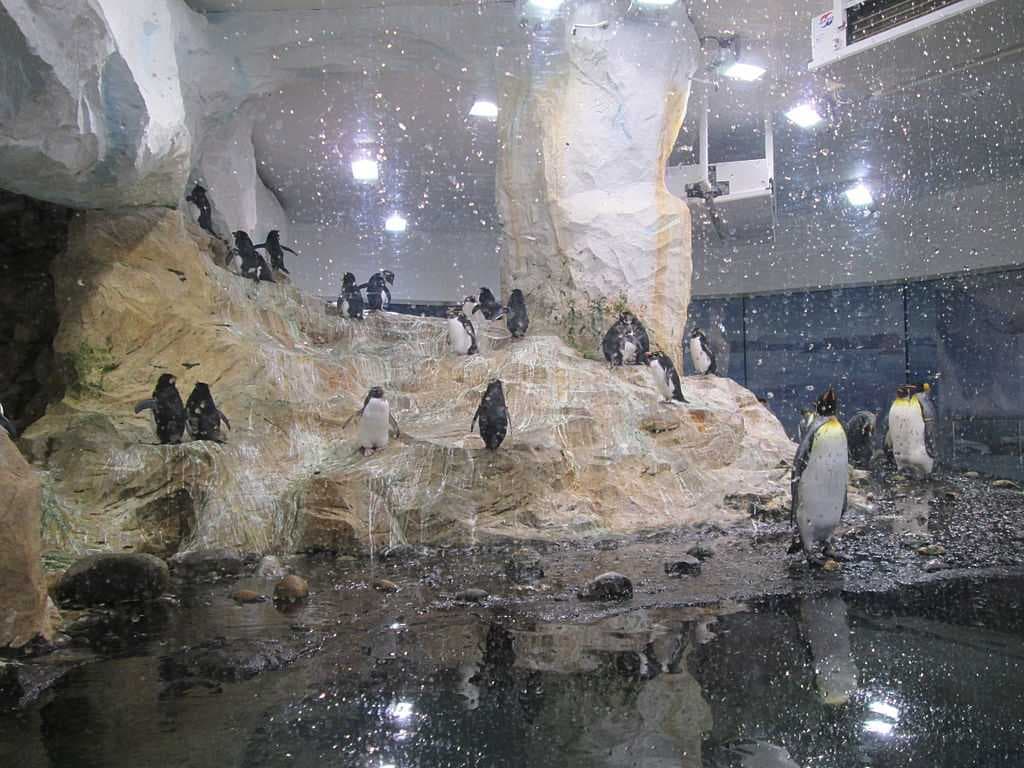 Penguins at Marineland
