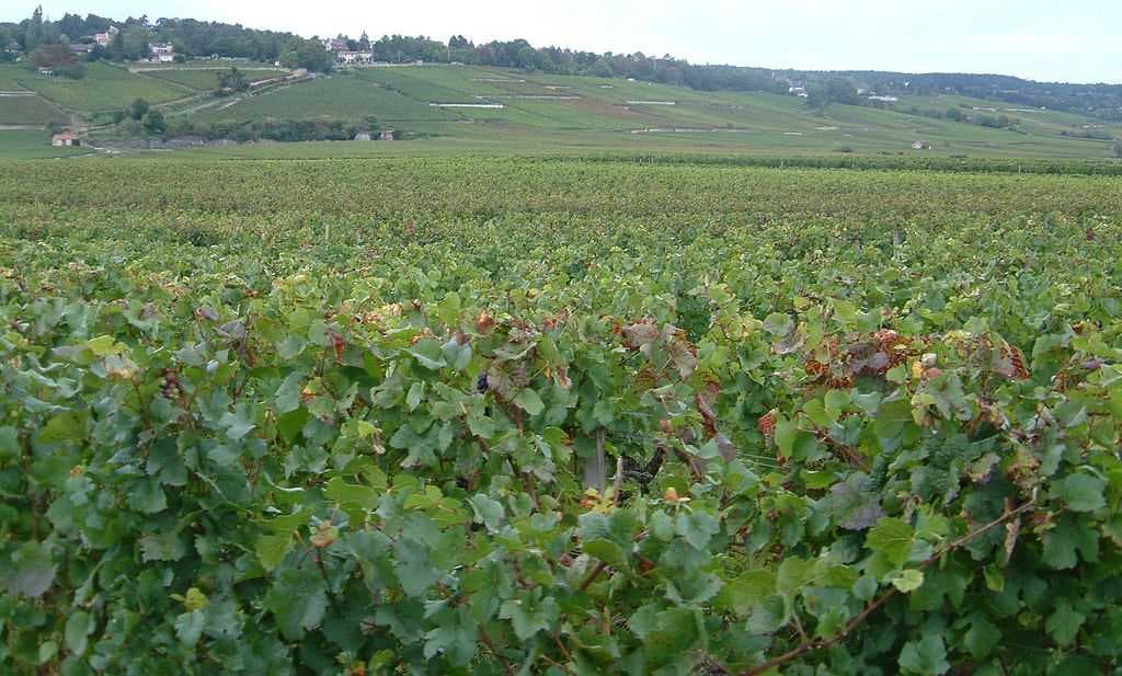 Beaune