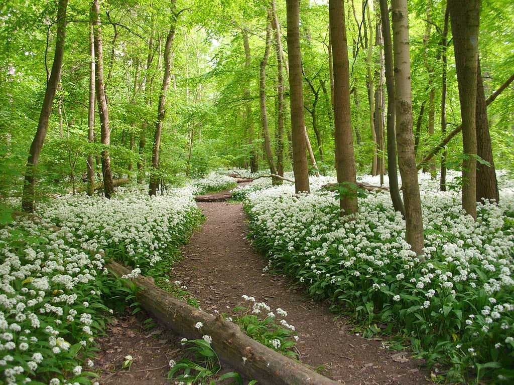 An impression of the Leipzig Riparian Forest (Leipziger Auenwald)