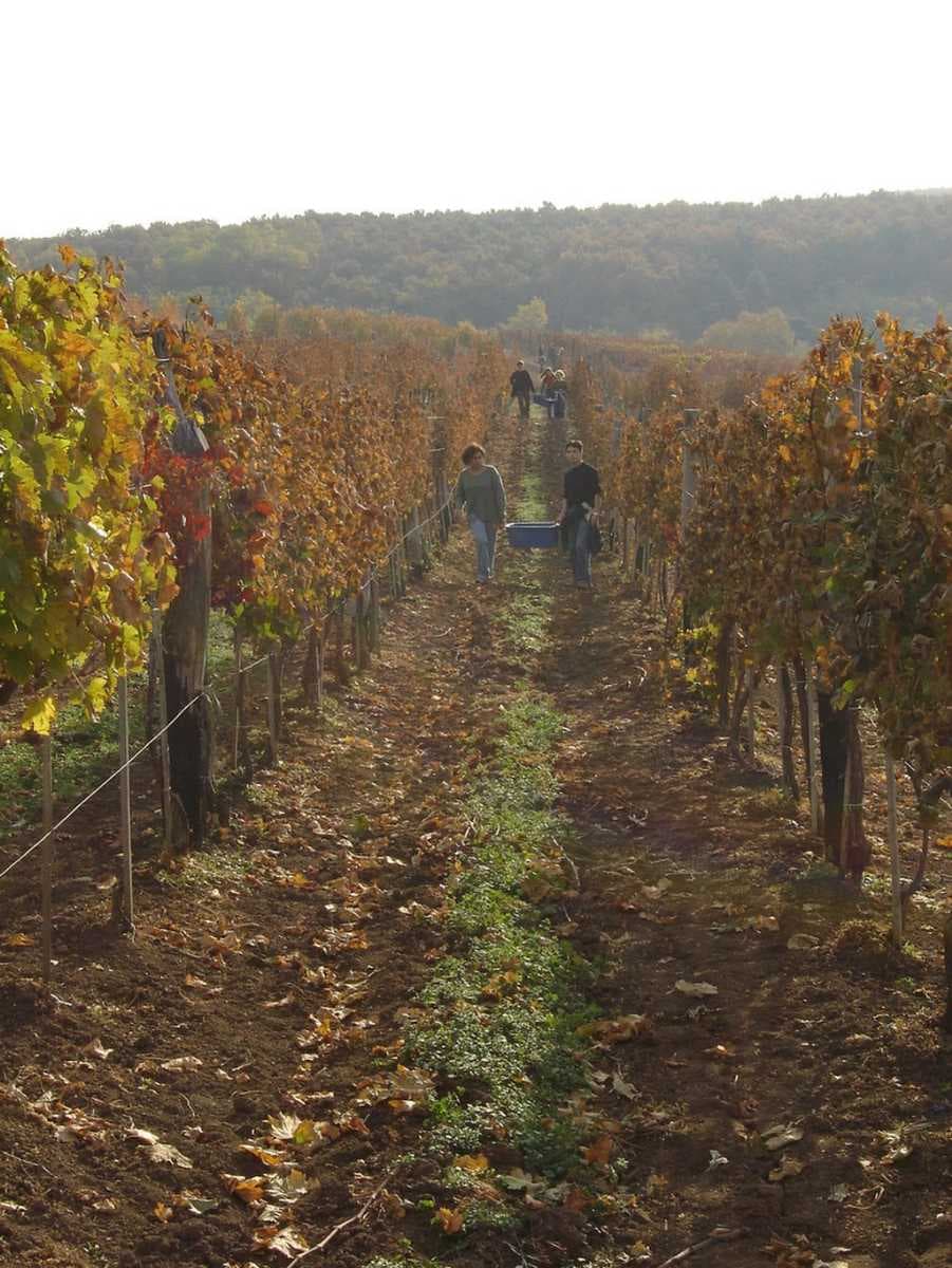A vineyard in Eger
