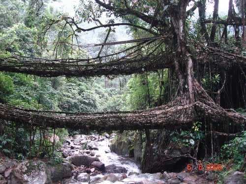 Double Decker root tree