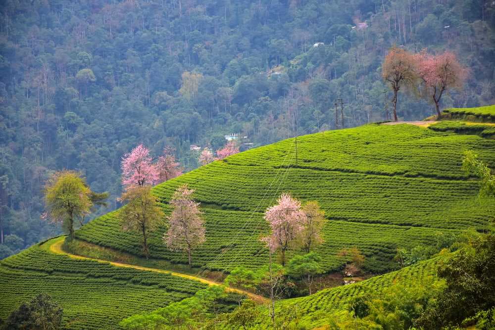 Sikkim travel image
