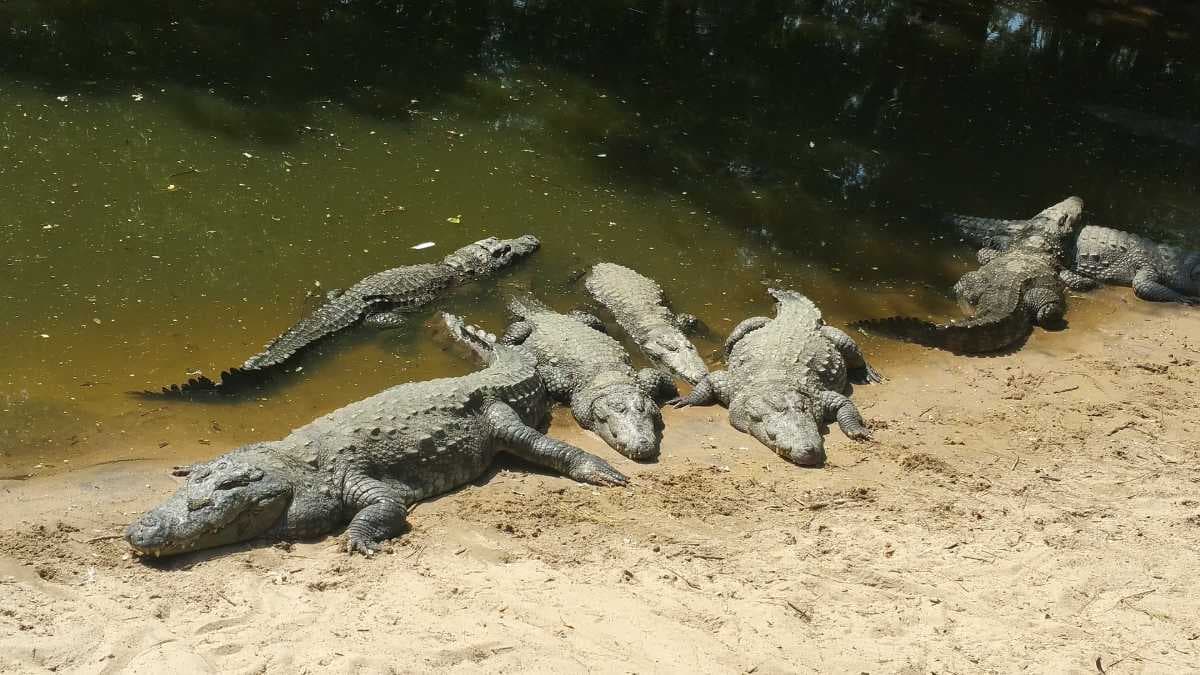 Sivaram Wildlife Sanctuary - Famous Wild Life Preserve in Adilabad