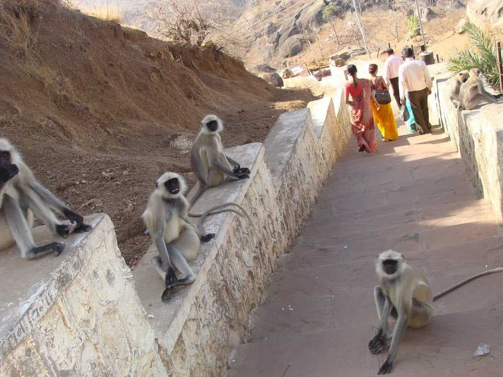 Monkey - on the way to Gabbar-Ambaji