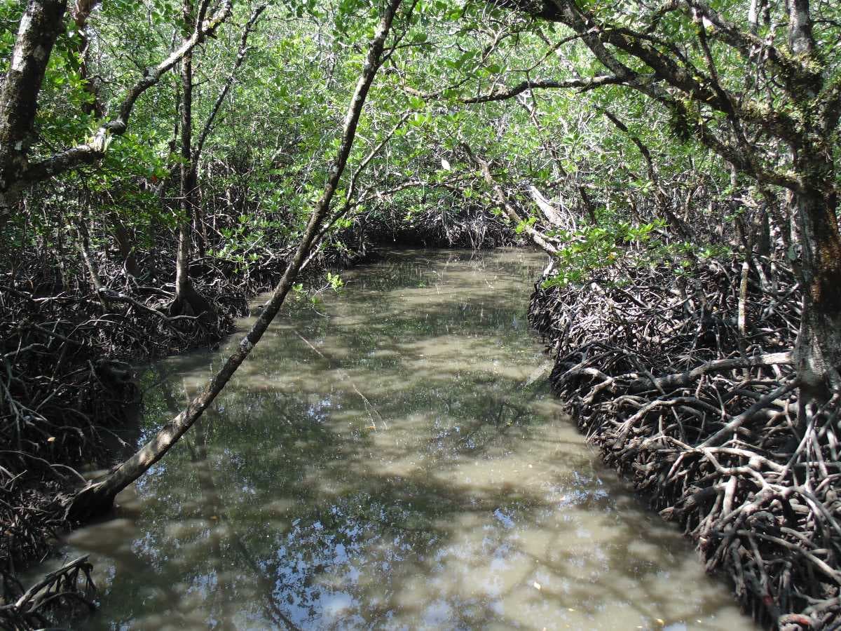 mangrove creeks