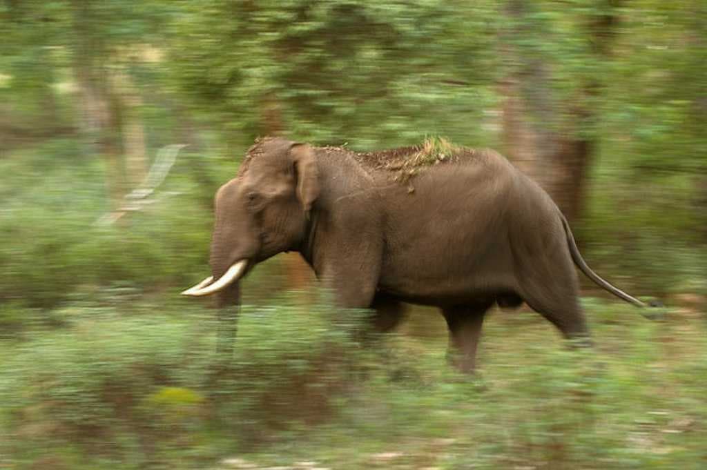 Bull elephant walking in BR Hills forest