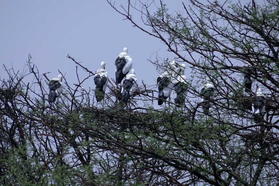 Bharatpur travel image