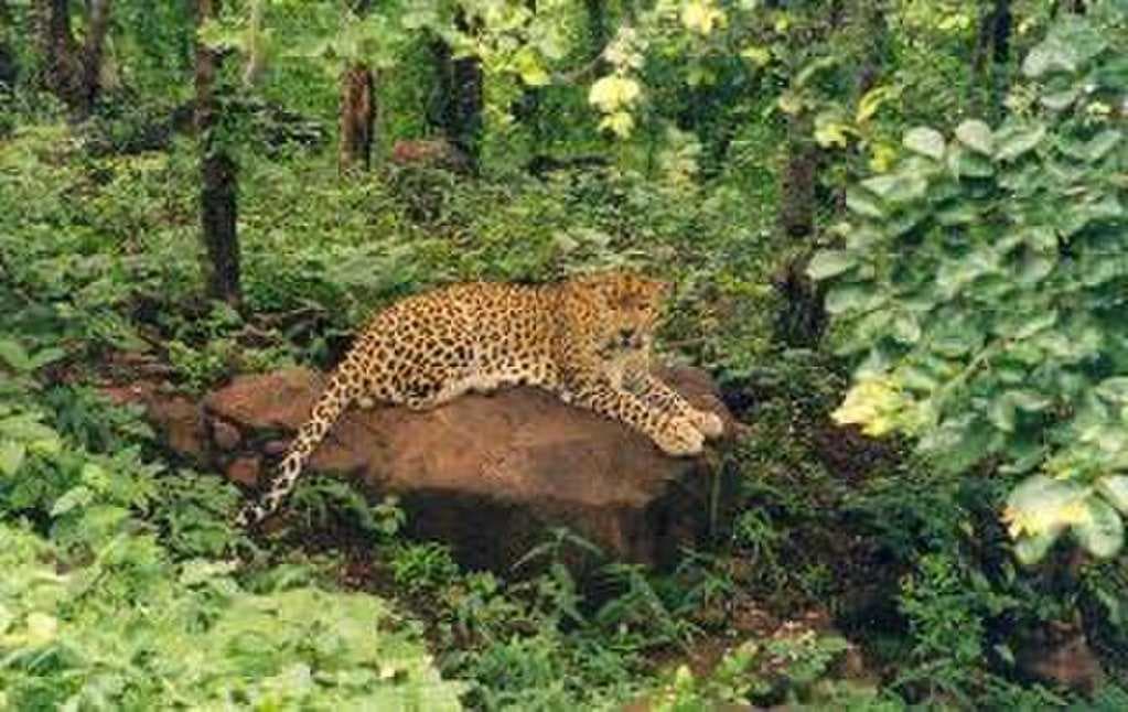 A leopard in Van Vihar, Bhopal