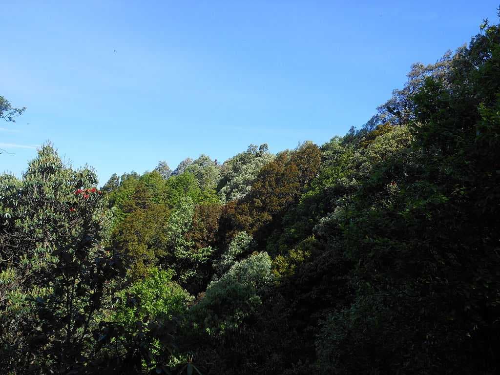 Binsar travel image