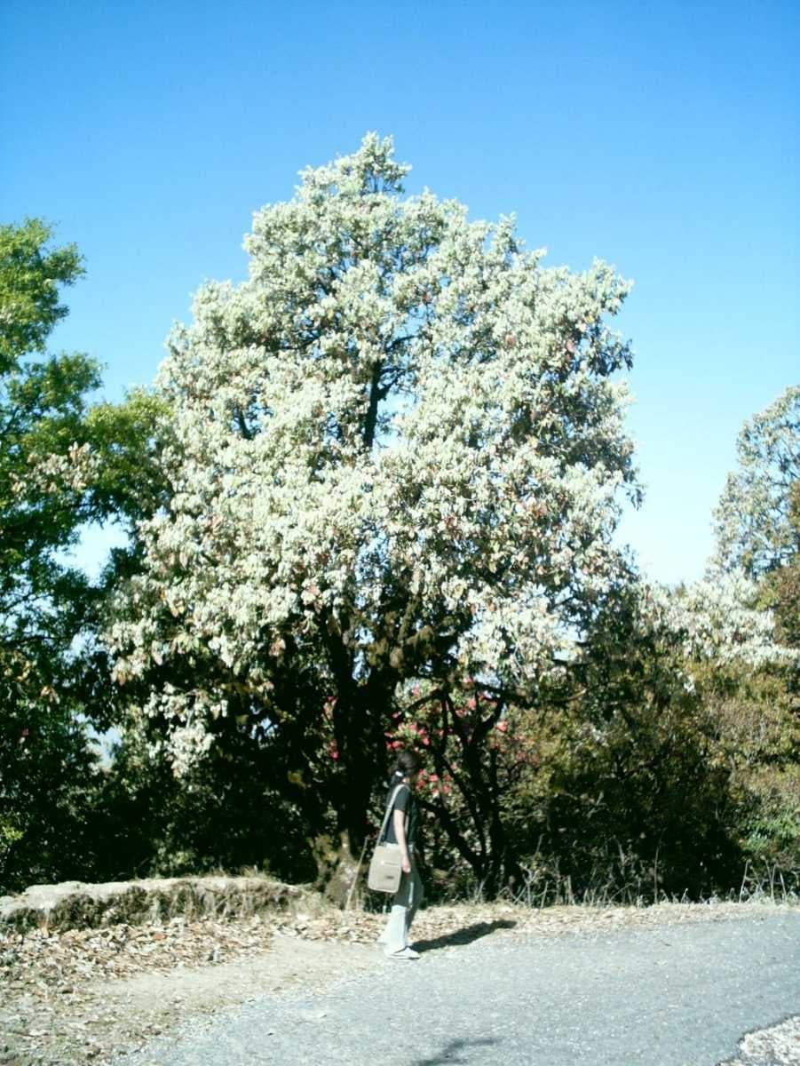 Binsar flora