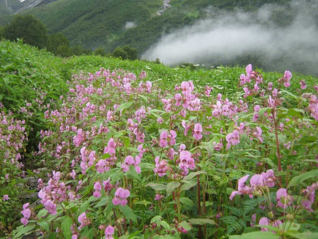 Valley of Flowers