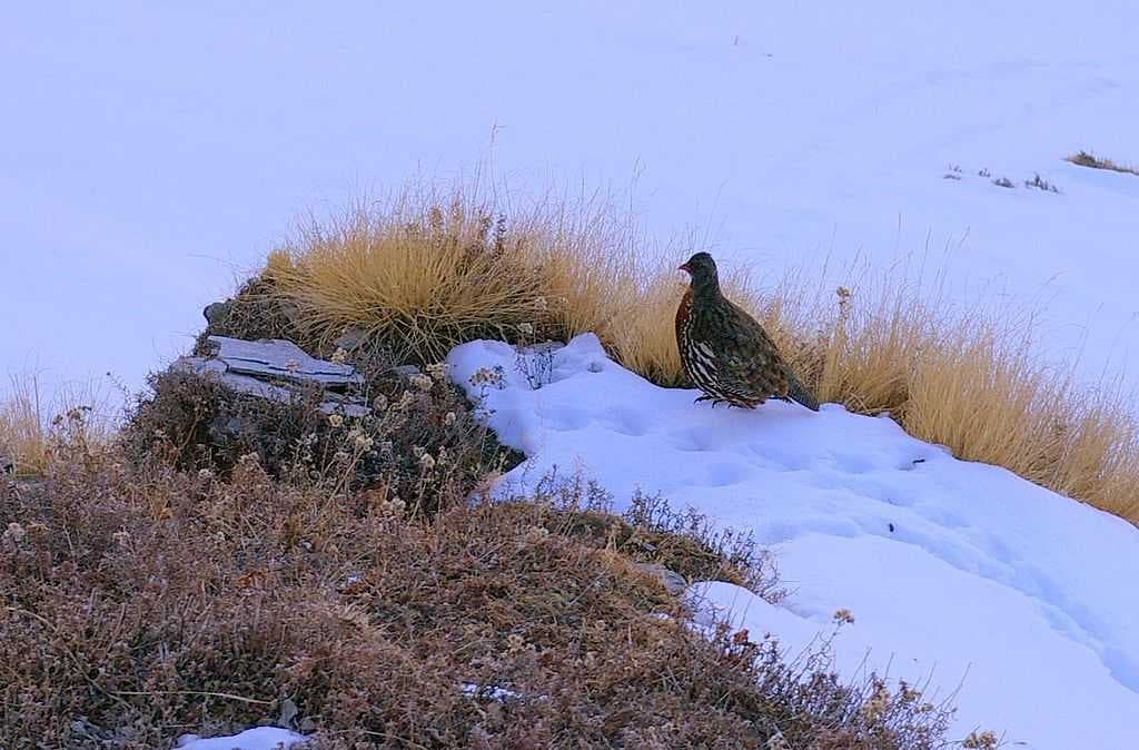 Chopta travel image