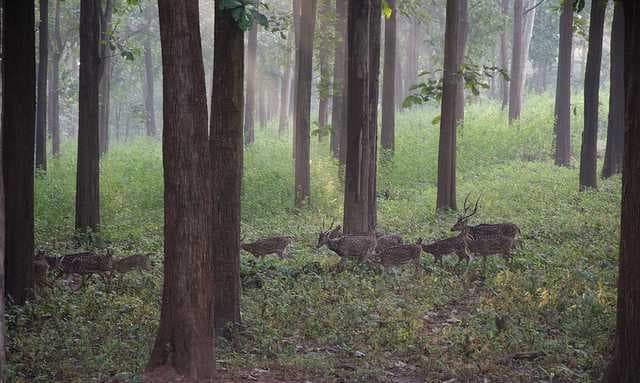 Coffee Plantation Estates, Coorg