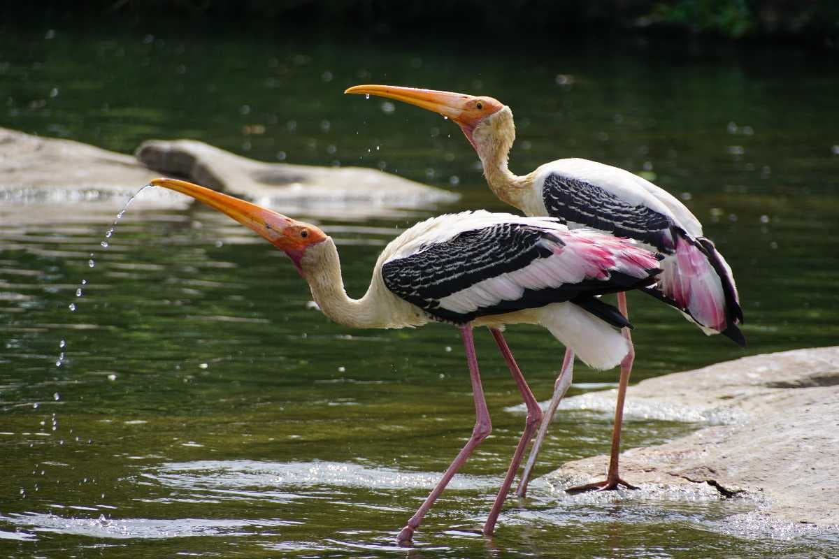 Kamala Reserve Forest - Ideal Spot for Bird Watchers in Daporijo