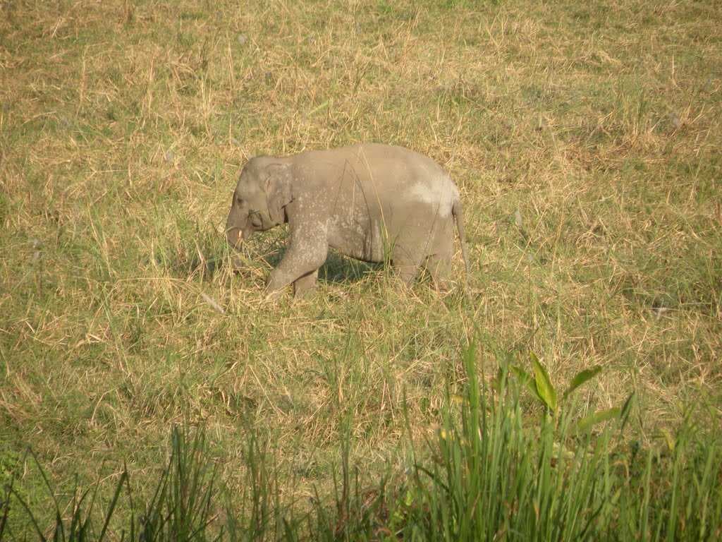 Orang National Park