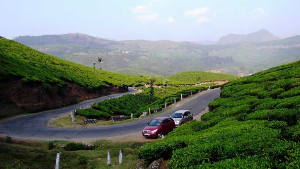 Devikulam Green Carpet
