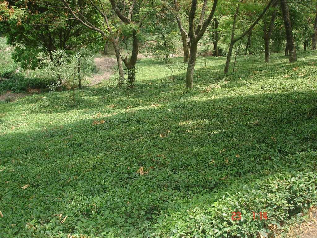 Tea gardens