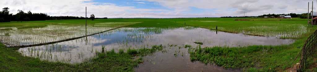 paddy field pano near Dhemaji
