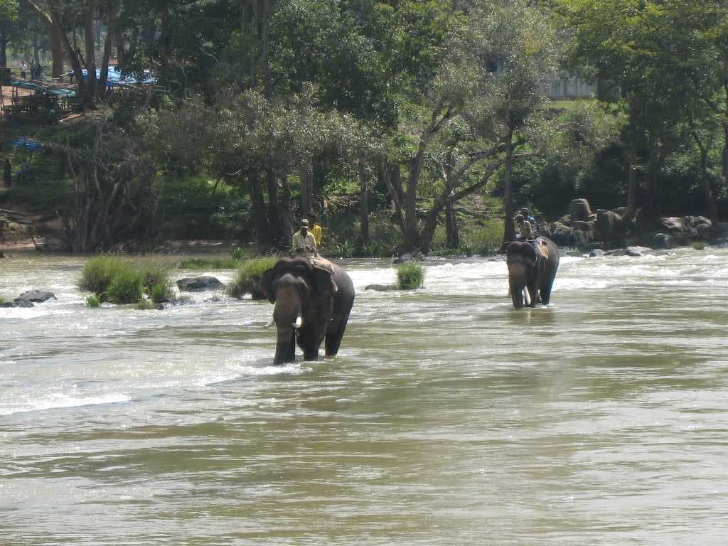 elephants crossing river
