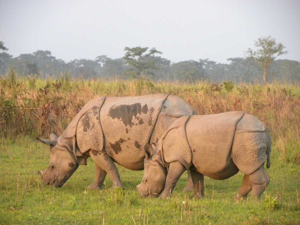 Spotted Rhinos at Manas National Park