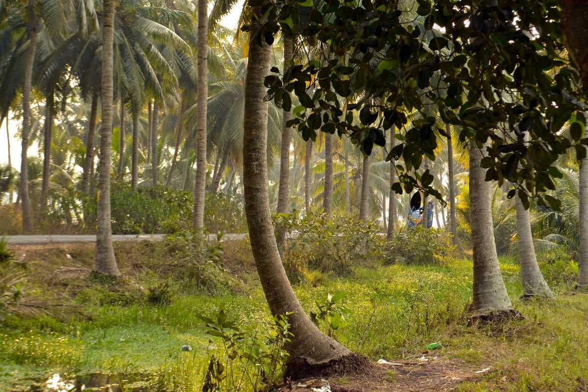 Beautiful View of Agricultural Landscape in Hailakandi