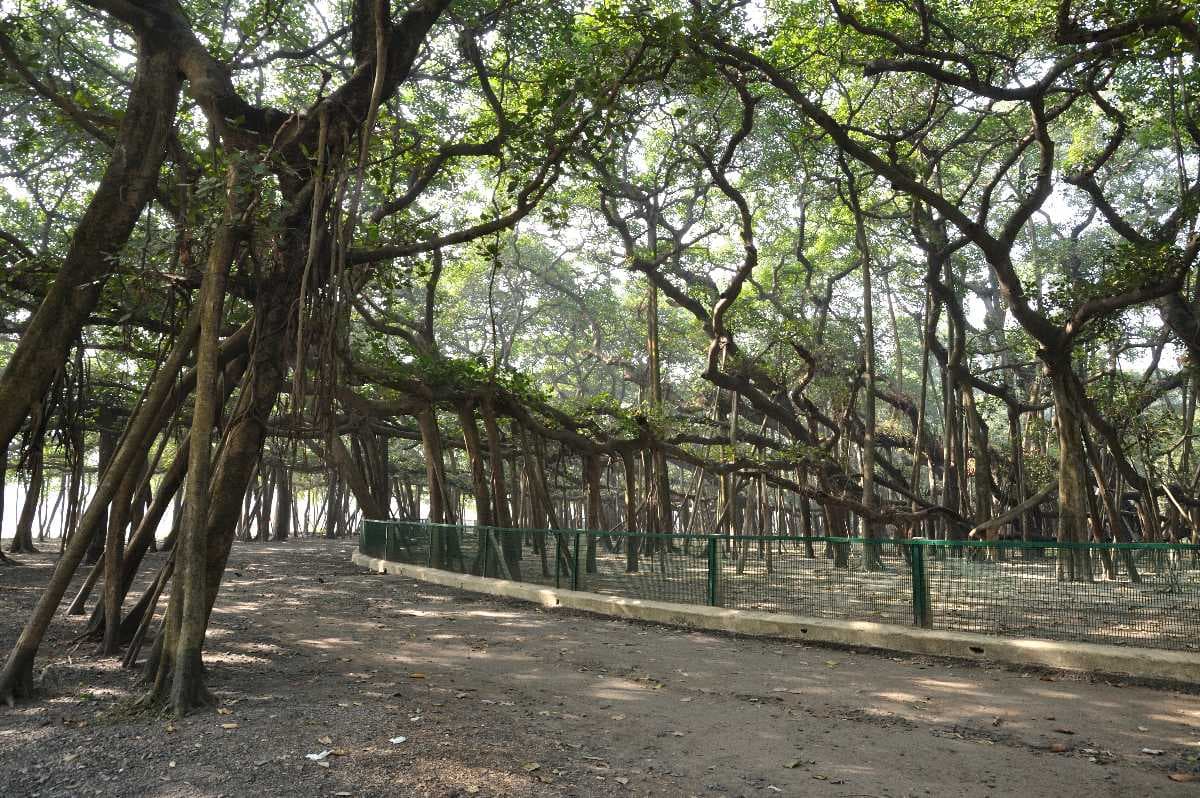 Acharya Jagadish Chandra Bose Indian Botanic Garden
