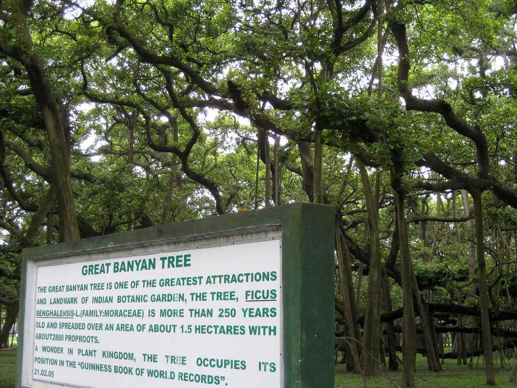 The great banyan tree
