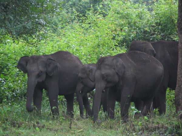 Kabini