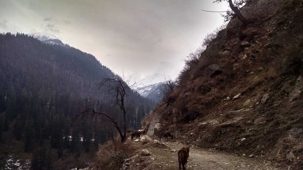 Trek route to Tosh from Kasol