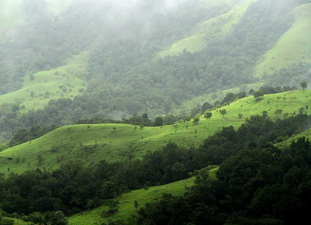 Shola Grasslands in Kudremukh, Karnataka.