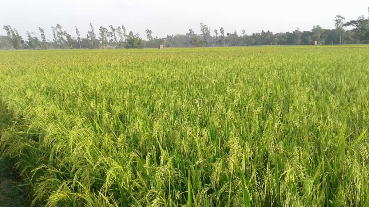 Paddy Fields in Konaseema