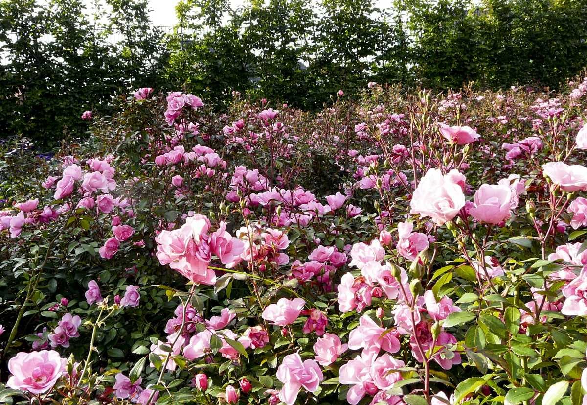 Nehru Rose Garden - Spread Over 27 Acres, this Garden is a Visual Treat