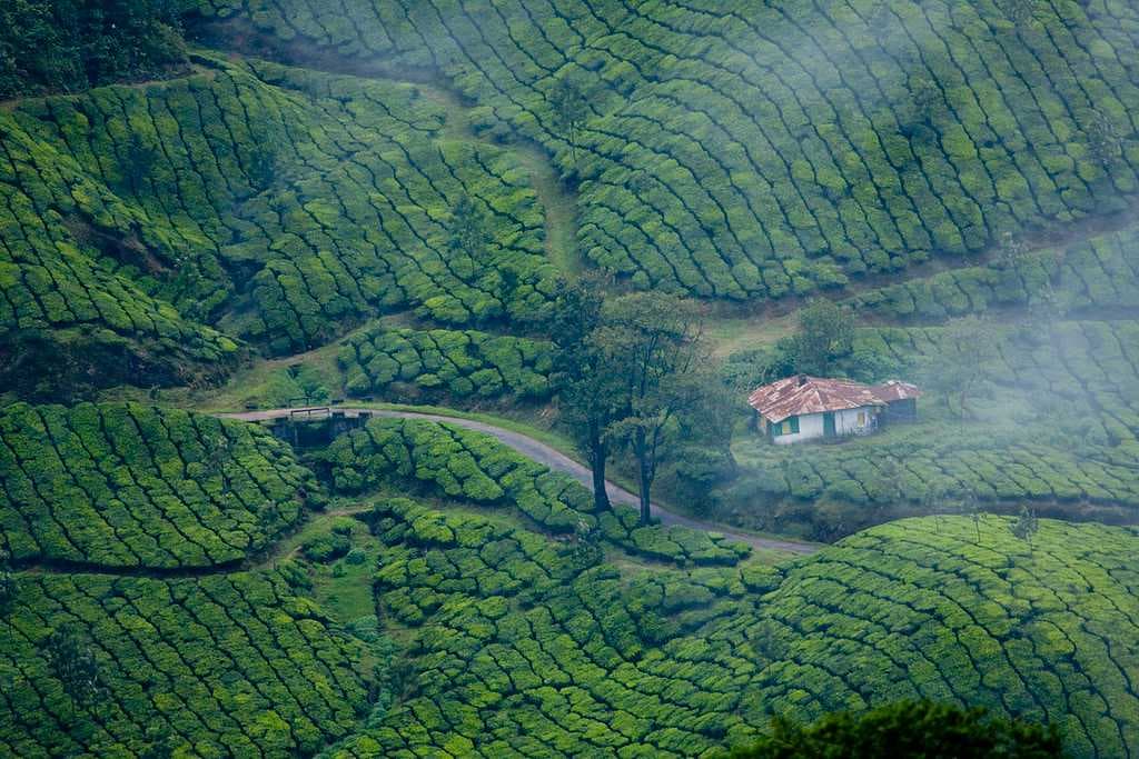 Munnar is surrounded by rolling hills dotted with tea plantations established in the late 19th century.