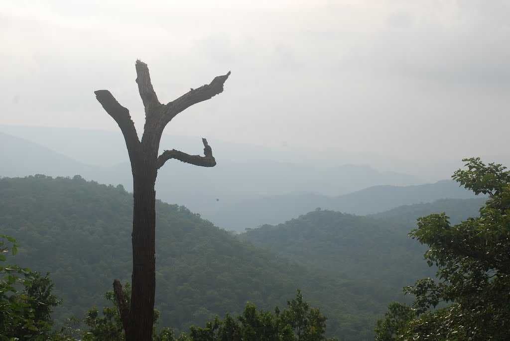 Magnolia Point