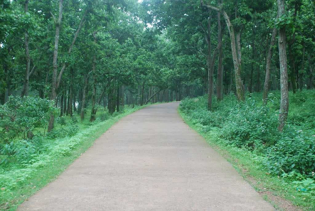 Pine forest