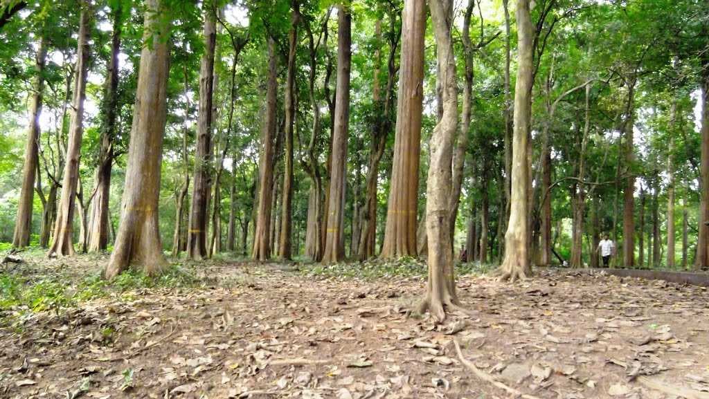 The Teak Plantation ? Conolly?s Plot