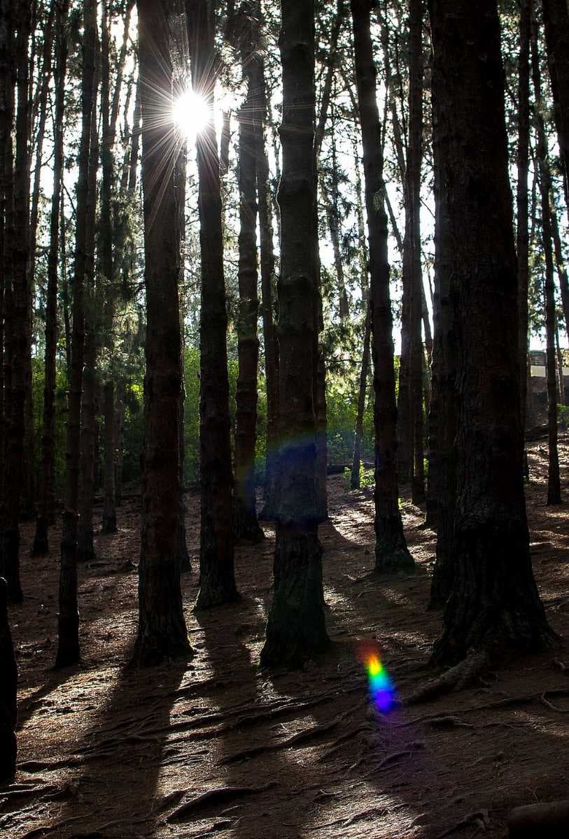 The Pine Forest in Ooty