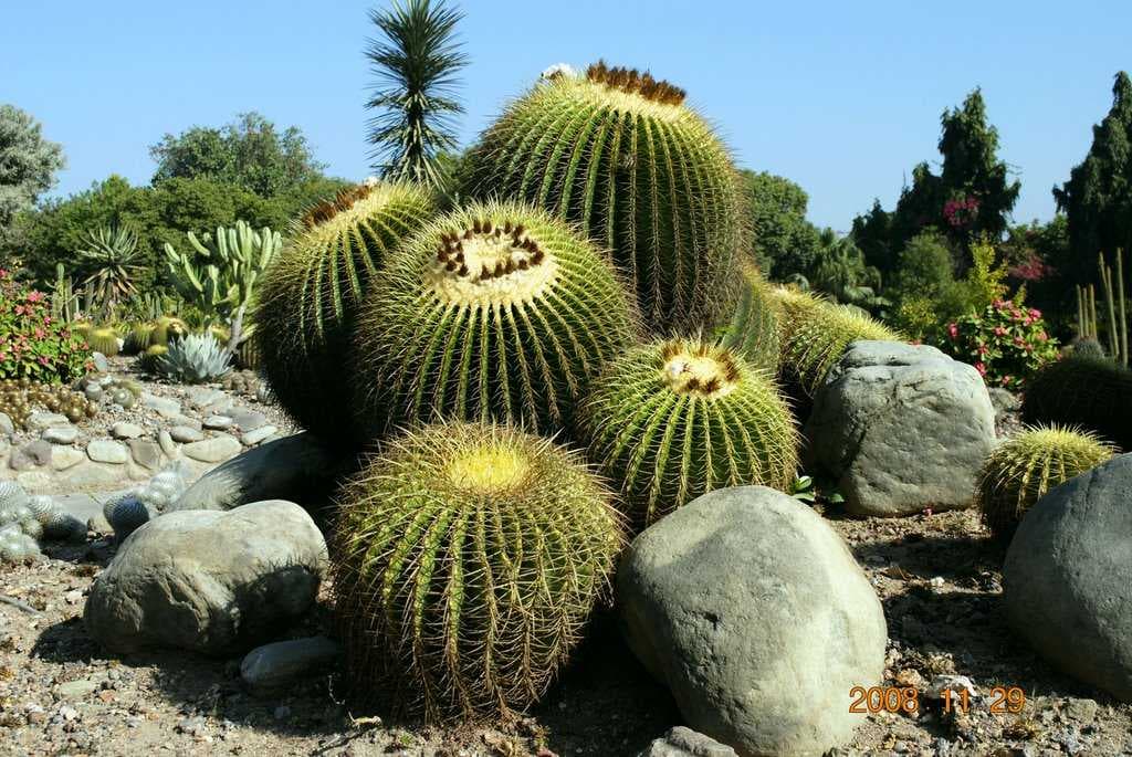 Cactus Garden