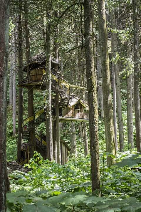 Treehouses in Pilibhit