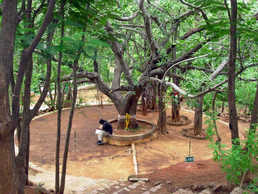 Meditation Tree in Purraparthi