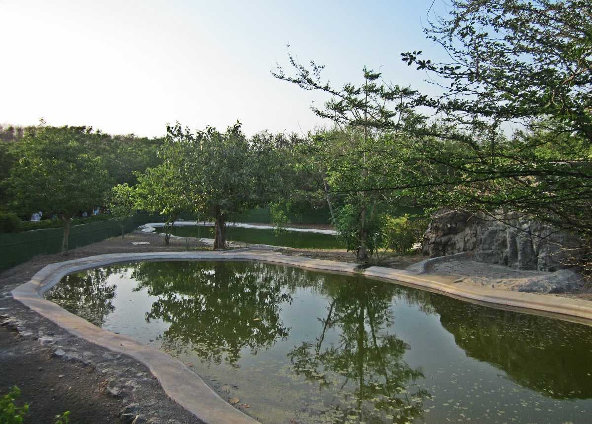 A pond at Pradyuman Zoological Park Rajkot