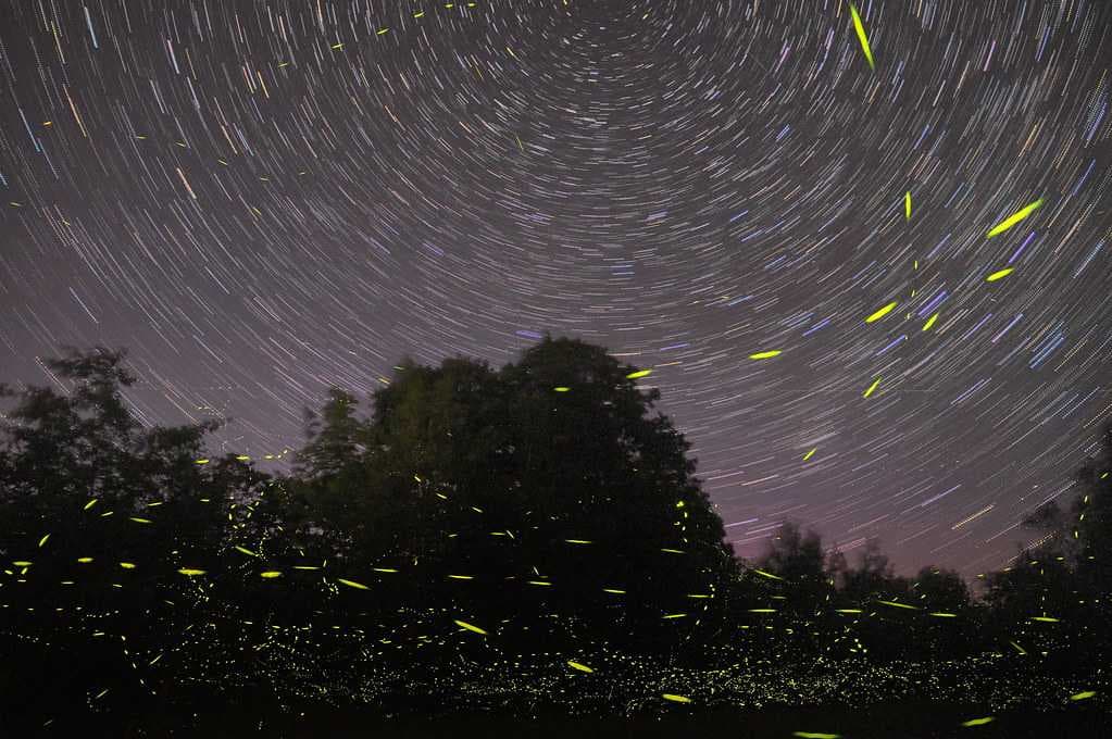 Rajmachi Fireflies Trek