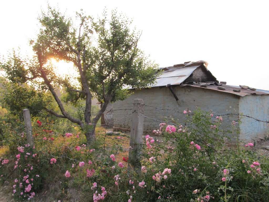 Ranikhet