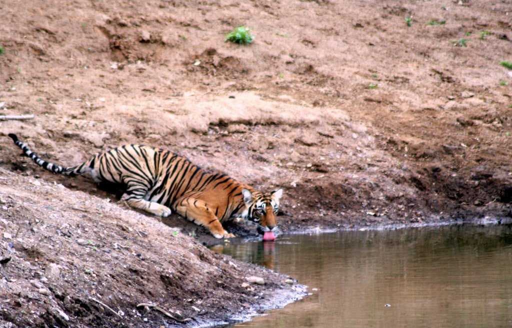 Ranthambore