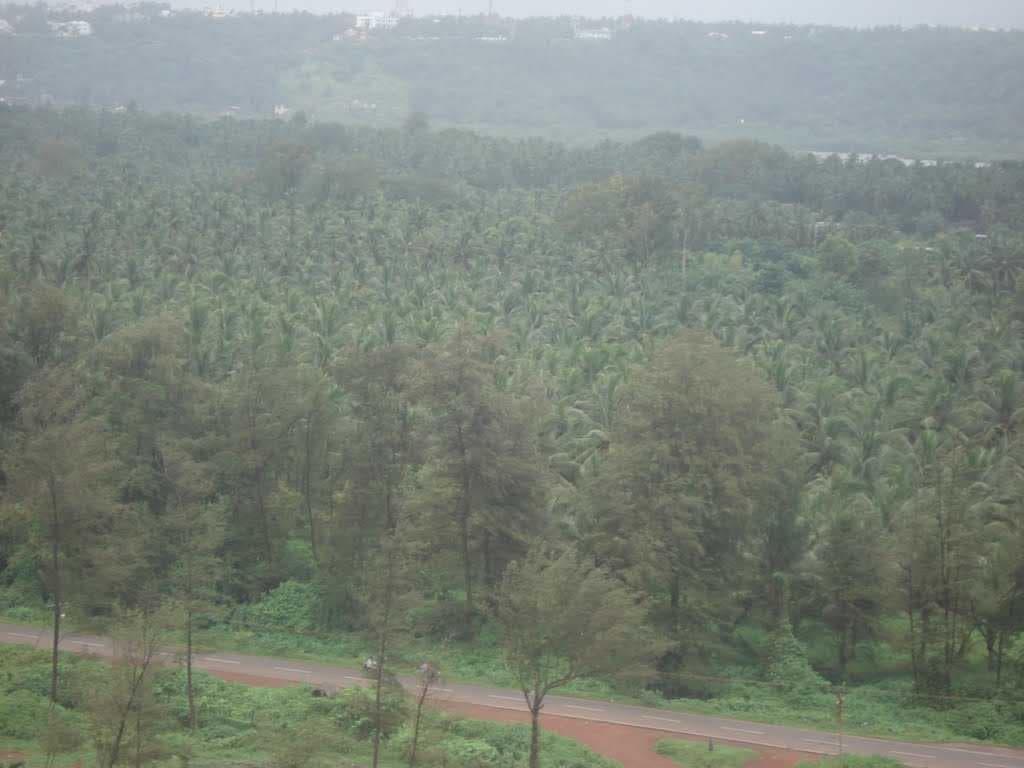 Pawas